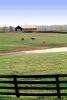 Horses, Fields, Fences, Pond, Lake, Trees, Lexington, Kentucky, AHSV02P04_04