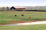 Horses, Fields, Fences, Pond, Barn, Trees, Lexington, Kentucky, AHSV02P04_04B