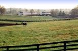 Horses, Lexington, Kentucky, AHSV02P04_05