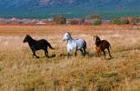 Three Horses, galloping