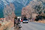 Horse crossing the road, highway, AHSV02P04_09B