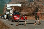 Horse crossing the road, Cars, automobile, vehicles, Taos, AHSV02P04_10B.1711