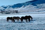 Horses Grazing in the Snow, Del Norte, Colorado, AHSV02P04_12.4099
