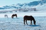 Horses Grazing in the Snow, Del Norte