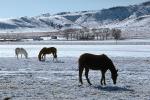 Horses Grazing in the Snow, Del Norte, Colorado