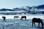Southern Colorado in the Winter, Horses, AHSV02P04_15