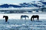 Southern Colorado in the Winter, Horses, AHSV02P04_15B
