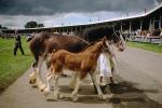 Horses, colt, Scotland, AHSV02P04_16
