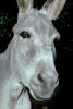 Mule, Donkey, AHSV02P06_04.1711