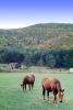 Horses, Pennsylvania, AHSV02P06_11