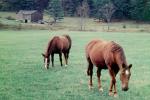 Horses, Pennsylvania, AHSV02P06_11B