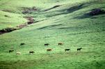 Horses, Sonoma County, California, AHSV02P06_13