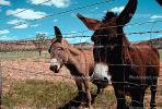 Donkey, Kanab, Utah