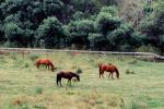 Horses, Pacifica, California, AHSV02P07_02B