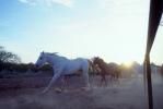 running Horse, Wickenburg, Arizona