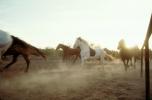 Running Horse, Galloping, Wickenburg, Arizona, AHSV02P07_10