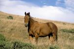 Horse in Sonoma County, AHSV02P07_12