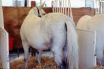 Horse in a stall, AHSV02P08_01