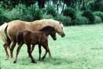 Horse, Pony, Cotswalds, England, AHSV02P09_07