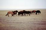 Horses, Empty Field, Mongolia, AHSV02P09_10