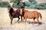 Horses, San Miguel, California, AHSV02P09_12