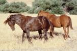 Horses, San Miguel, California, AHSV02P09_13