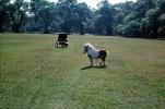 Horse, lawn, fence, buggy, trees, Gardenville, Pennsylvania, 1976, 1970s, AHSV02P10_06