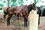 Horse, Saddle, Legs, Dole Pinapple plantation, Hawaii