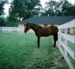 Horse, Hanover Pennsylvania, fence, May 1975, 1970s, AHSV02P10_12