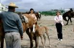 Horse, Colt, Guaymas, Mexico, 1973, 1970s, AHSV02P10_14