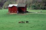 Barn, Horse, field, Ohio, 1995