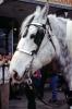Horse, blinders, Cardon, Ohio, 1996