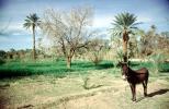 burro in Algeria, palm trees, desert