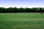 Fields, Horse, Eaton Farm, Lexington, Kentucky