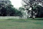 Eaton Farm, Lexington, Kentucky, AHSV02P11_17