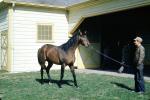 Man, Stall, Horse, House, Lawn, Louisville, Kentucky, 1950s, AHSV02P12_02