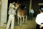 Grooming, mule, donkey, cowboy, hat, suspenders, Louisville, Kentucky, 1950s, AHSV02P12_03