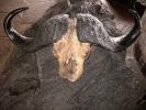 Water Buffalo, Skull, Horns, AMAD01_025