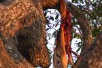 dead meat hanging from a tree, kill, antelope, AMAD01_029