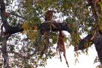 dead meat hanging from a tree, kill, antelope, AMAD01_030