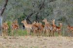 Antelope, AMAD01_033