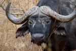 Water Buffalo, horns, face, AMAD01_039