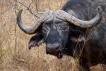 Water Buffalo, horns, face, AMAD01_040