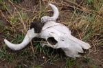 Water Buffalo Skull, Horns, AMAD01_072