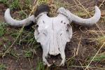 Water Buffalo Skull, AMAD01_073
