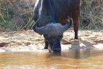 Water Buffalo, AMAD01_098