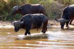 Water Buffalo, AMAD01_099