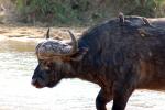 Water Buffalo, AMAD01_100