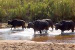 Water Buffalo, AMAD01_109
