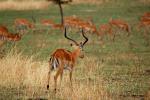 antelope, AMAD01_123